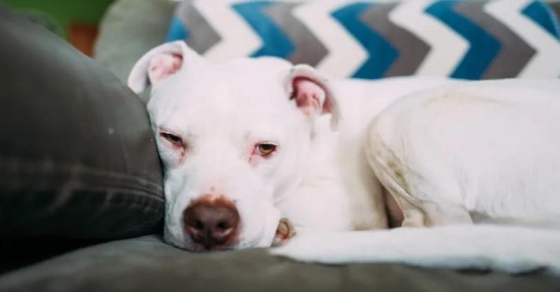 Dog Who Fakes Sleep in the Hopes of Staying in Mom’s Bed Is Simply Irresistible