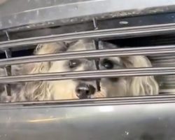 Dog found stuck in car grille after collision: see auto crew’s “miracle” rescue