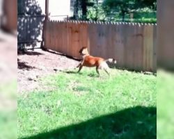 Dad Proudly Built A Fence To Protect His Dog, Dog Hilariously ‘Tested-It’ Out