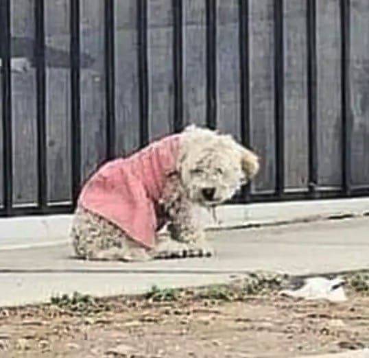 Abandoned puppy in dirty pink dress is the saddest sight ever