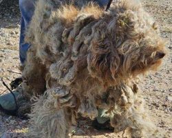 Matted poodle was on the loose for 8 months — now looks completely different after makeover