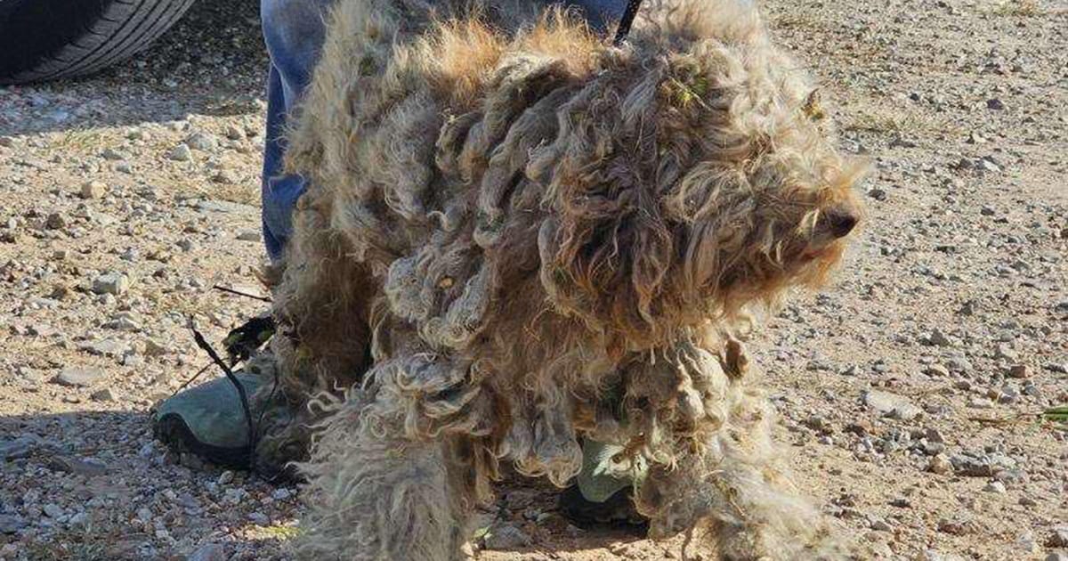 Matted poodle was on the loose for 8 months — now looks completely different after makeover