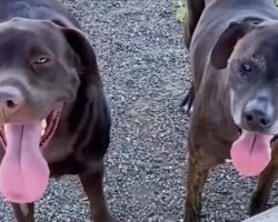 Family surrenders dog to shelter and asks for him to be put down — then they realize he’s not alone