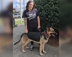 Woman visits shelter a year after dog went missing — and spots a very familiar face