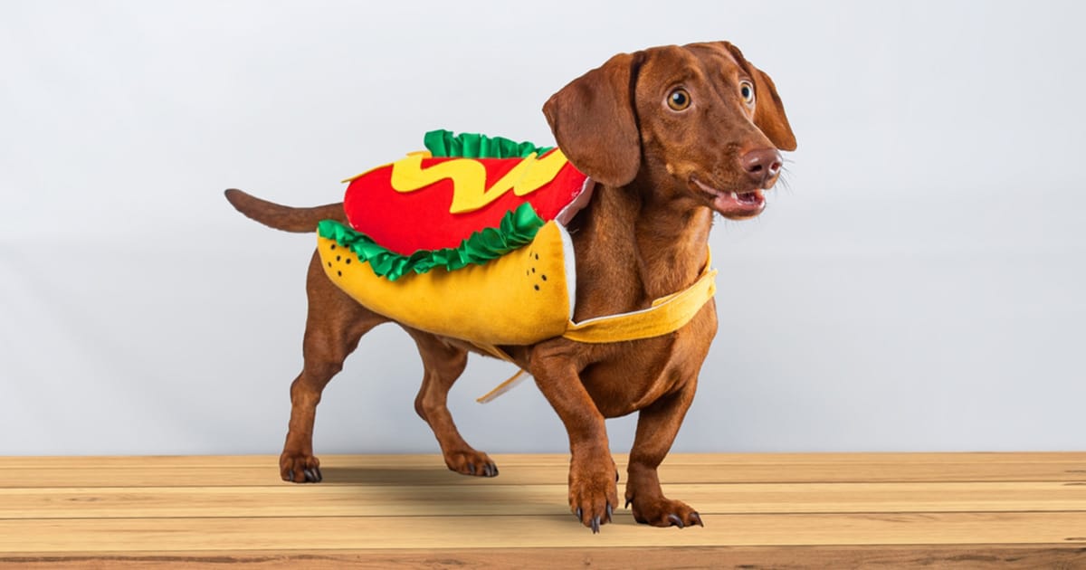 These are the top pet Halloween costumes of 2024: Beetlejuice, Deadpool and Donald Trump make the list