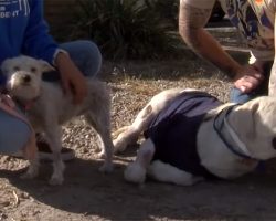 Hero Labrador saves tiny sibling by shielding her from the flames during house fire