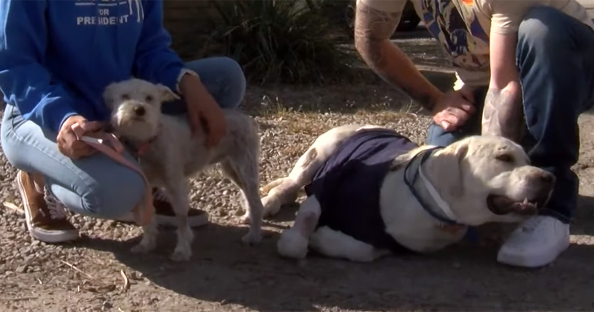 Hero Labrador saves tiny sibling by shielding her from the flames during house fire