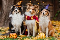 Are Halloween costumes safe for dogs? Here’s everything you need to know