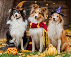 Are Halloween costumes safe for dogs? Here’s everything you need to know