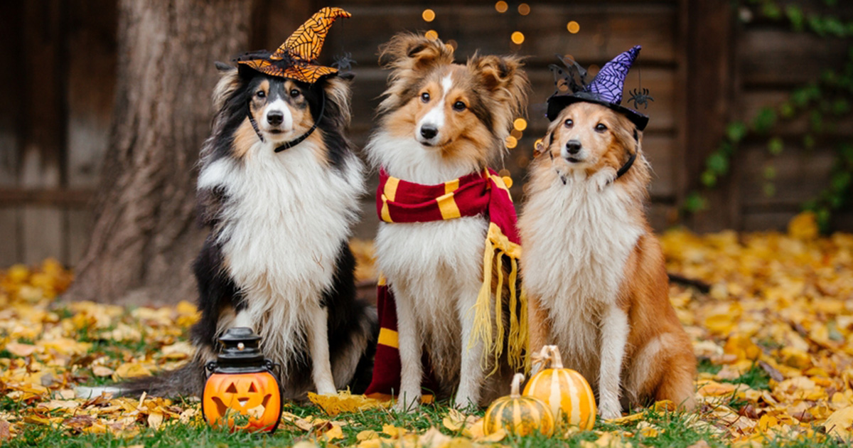 Are Halloween costumes safe for dogs? Here’s everything you need to know