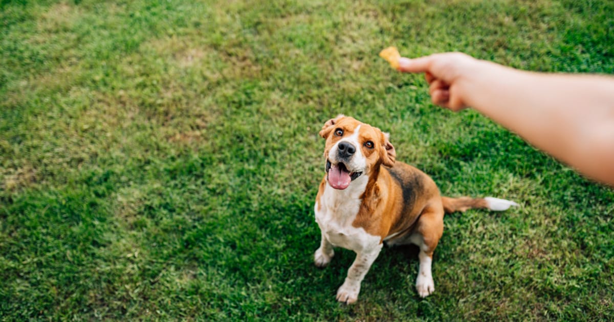 Man builds free dog treat dispenser out of gumball machine, becomes hit of the neighborhood