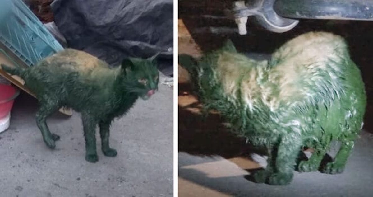 Cat rescued after being found covered in toxic green paint