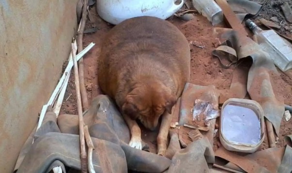 Residents mock and laugh at fat dog – but dog takes revenge on his bullies