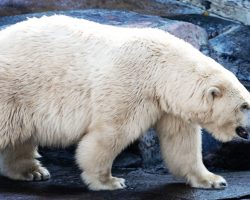 Polar bear attacks woman who jumped into enclosure at Berlin Zoo