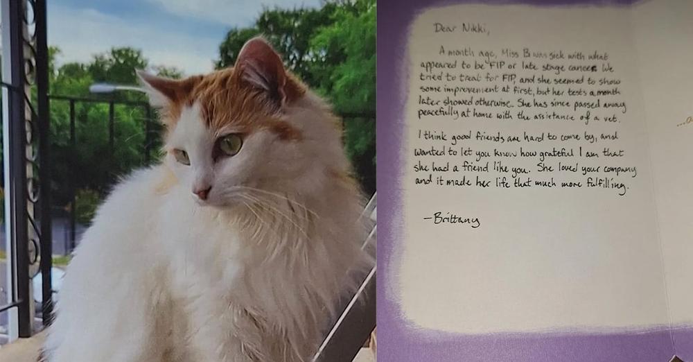 Woman forms special bond with neighbor cat, gets a touching letter after the cat dies