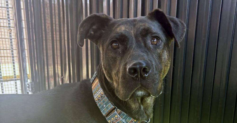 Dog ended up in shelter after owner was “tragically killed,” still looking for home after 100 days