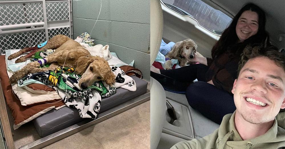 Selfless Couple Spends Wedding Savings to Rescue Injured Dog After Hit-and Run