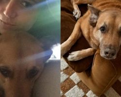 Mandy Moore mourns death of “beautiful” dog Jackson: “We love you forever”