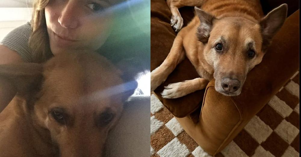 Mandy Moore mourns death of “beautiful” dog Jackson: “We love you forever”
