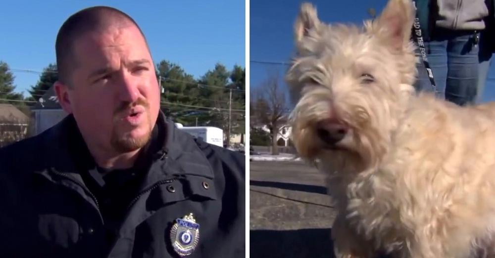 Tiny Dog Runs Up To Police Officer And Starts Barking Loudly, Begged Cop To Follow Him