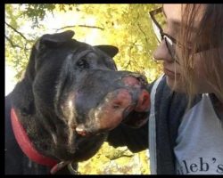 Girl Rescues Dying Dog And Then He Let’s Her Know It’s Time To Say ‘Goodbye’