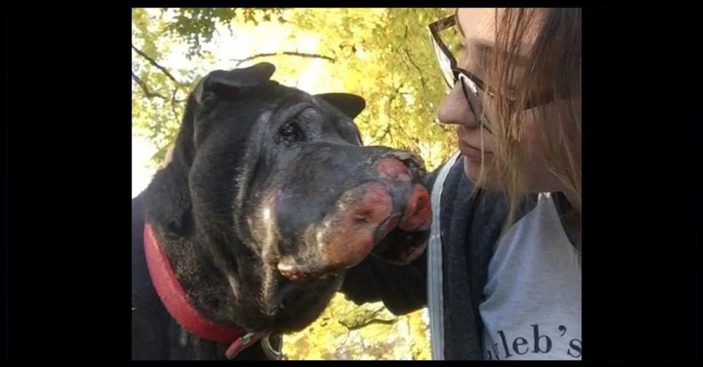Girl Rescues Dying Dog And Then He Let’s Her Know It’s Time To Say ‘Goodbye’