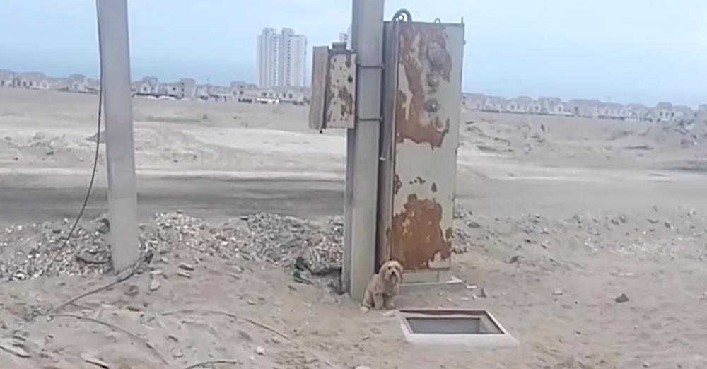 Tiny Dog Sits Howling Next To A Hole Until Someone Looks Inside
