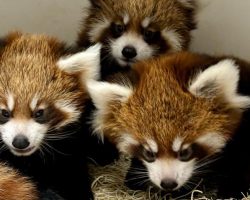 Endangered red panda triplets born at zoo — welcome to the world