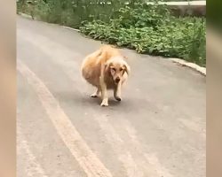 Dog With A ‘Mysteriously’ Enormous Belly Roamed Streets After Being Dumped, ‘Begged’ For Help