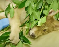 Elderly Woman Raised Sweet Puppy Unaware He’s Actually A Predator