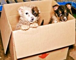 Bus driver stops to rescue puppies found in cardboard box