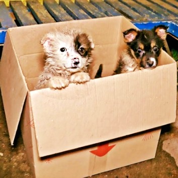 Bus driver stops to rescue puppies found in cardboard box
