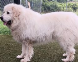 “Gentle giant” dog was found as severely matted stray — after makeover, he’s looking for a home