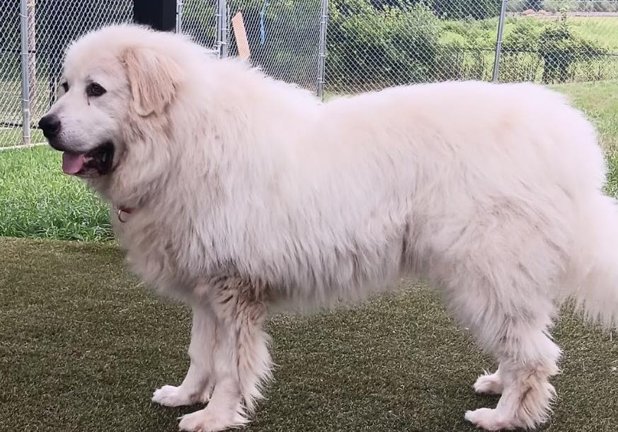 “Gentle giant” dog was found as severely matted stray — after makeover, he’s looking for a home