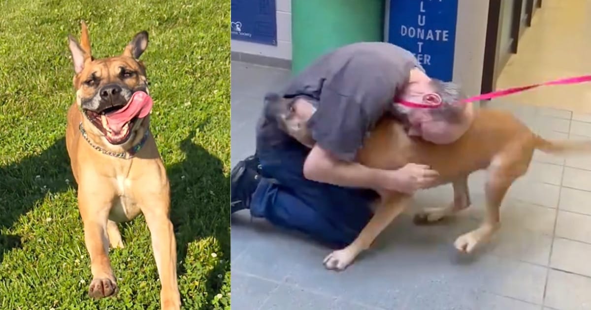 Man had to give up his beloved dog while battling cancer — 2 years later, miracle reunites them