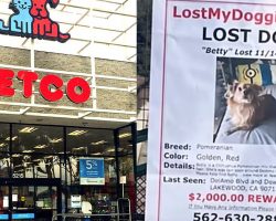 Woman went to pick her dog up from groomer — is told the dog is gone