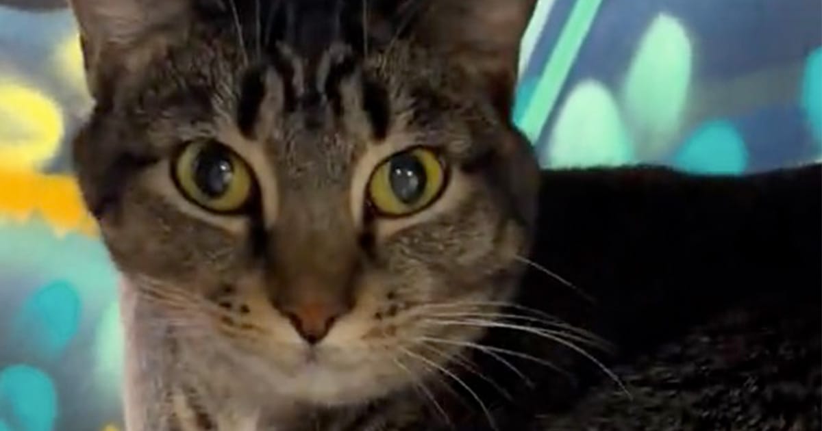 Cat returned to shelter after other cats “picked on” her in foster care — but now she has a happy ending