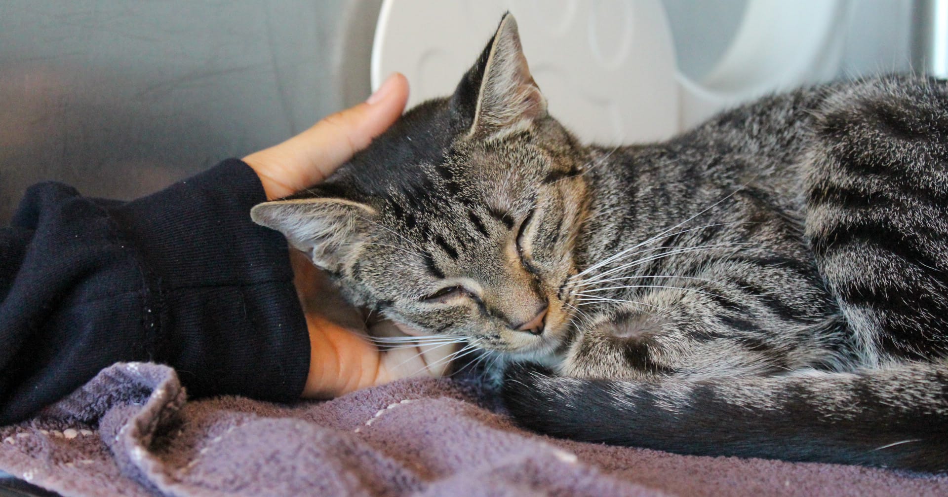 Shelter finds two kittens left at their door with heartbreaking note, write a surprising reply to the owners
