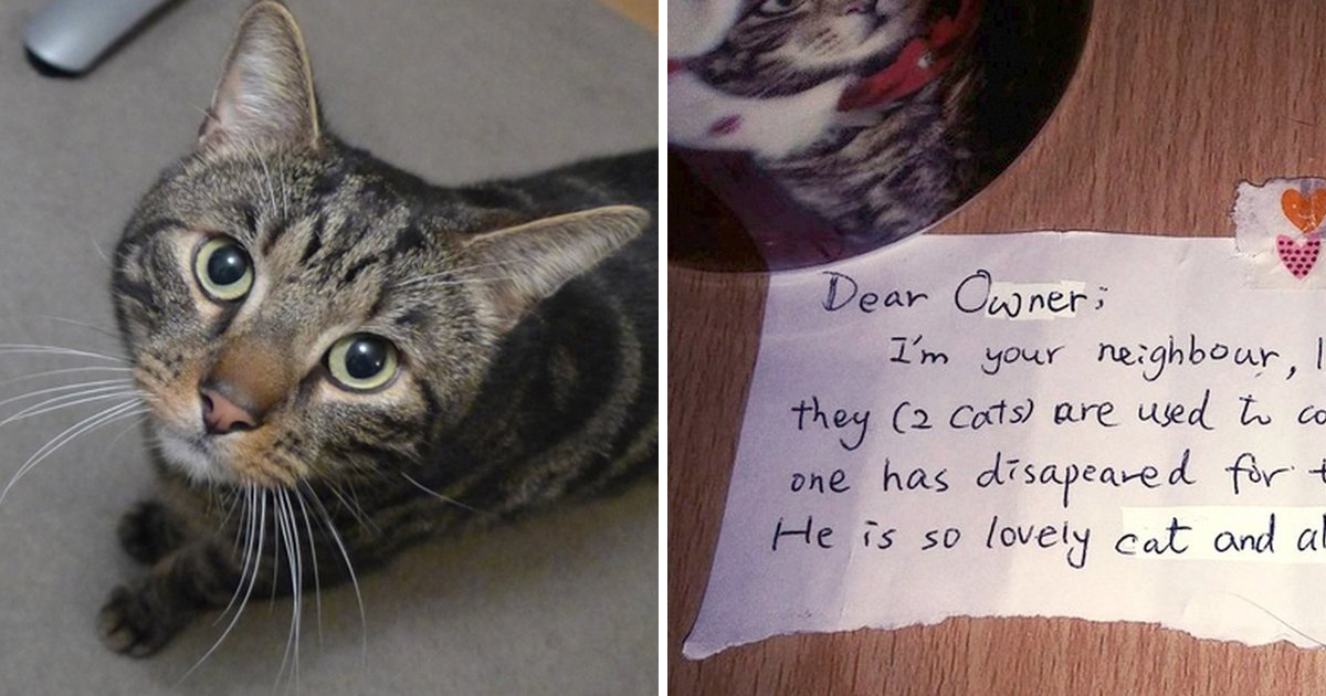 Man is mourning his dead cat – then a stranger sends a letter that moves him to tears