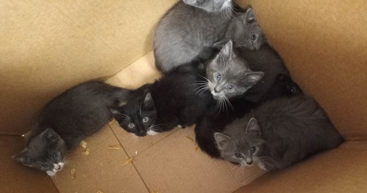 Shelter finds 7 cats left up in taped-up box with no air holes — now they’re getting a second chance