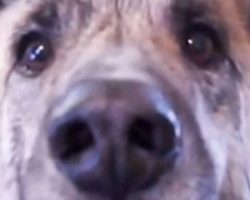 Owner tells dog that he ate all the food, now turn up the volume