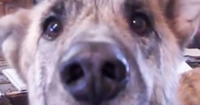 Owner tells dog that he ate all the food, now turn up the volume