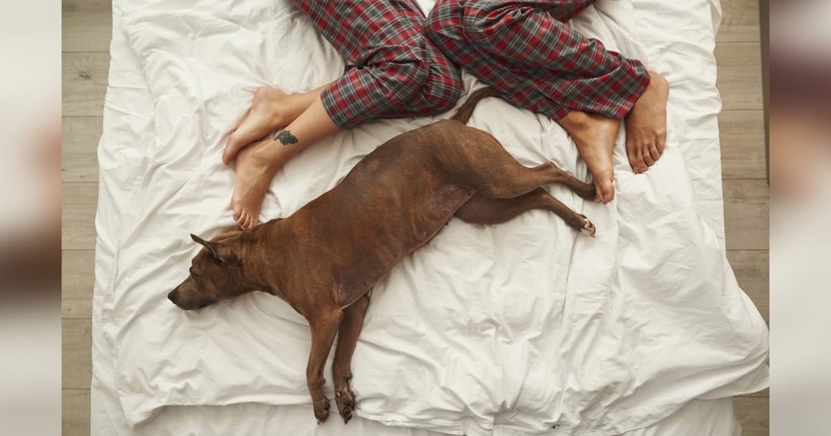 Man wants break-up after girlfriend objects to dog sleeping in their bed — internet reacts