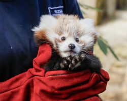 Heartbreak after red panda cub died due to fireworks — people demand action
