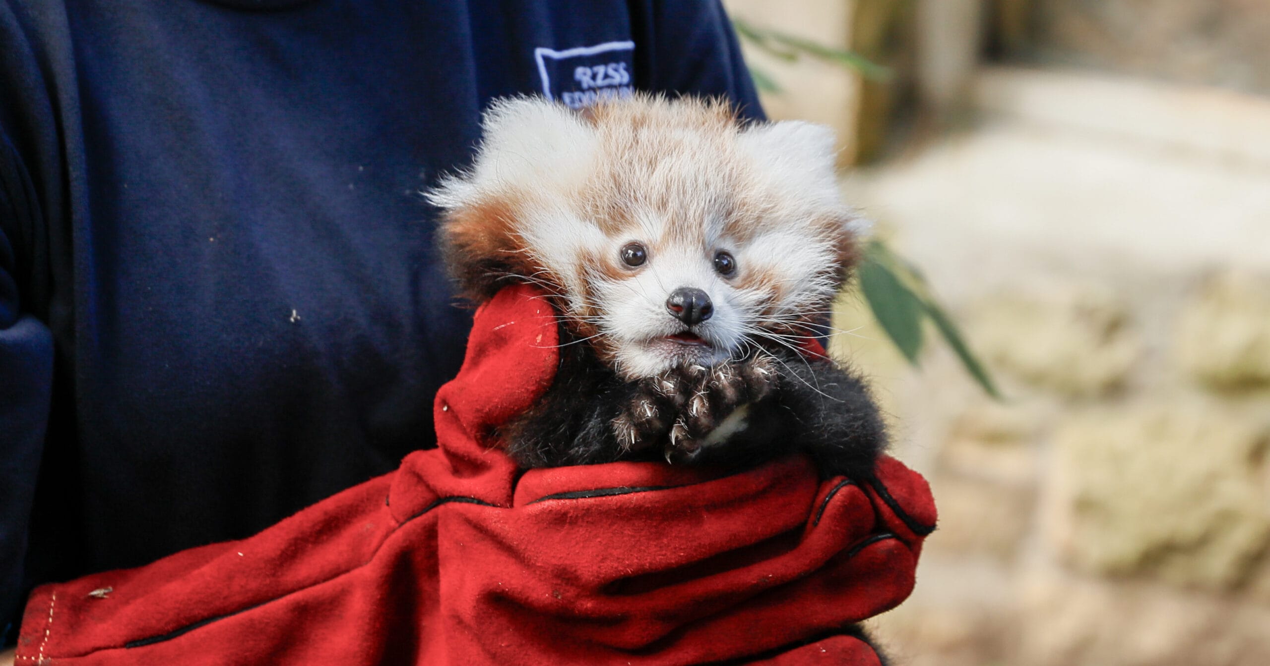 Heartbreak after red panda cub died due to fireworks — people demand action