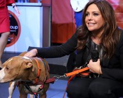 Rachael Ray defends choice to not have children, says she prefers her dogs — here’s why