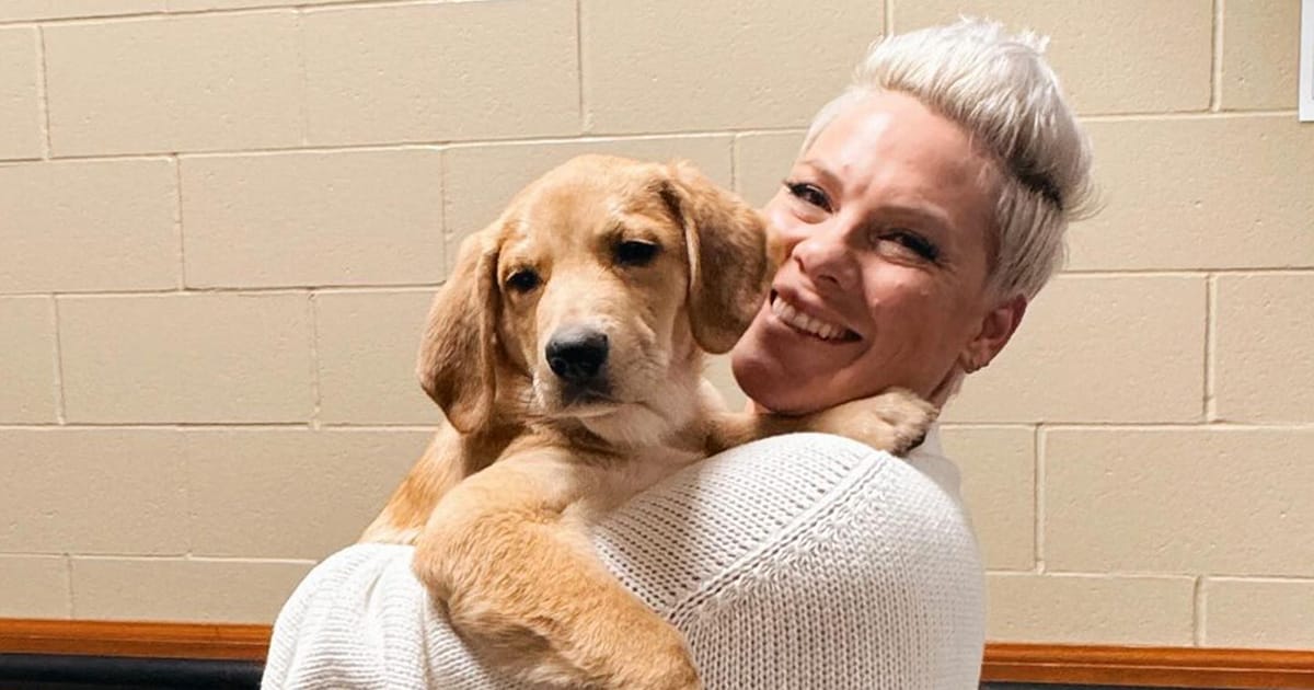 Pink fostered a shelter puppy on tour to find him a home — she ended up adopting him herself