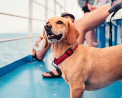 First-Ever Dog-Friendly Cruise Launches in 2025