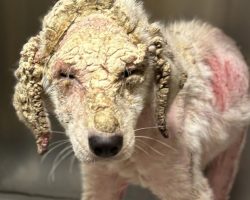 Neglected dog found with matted fur, dry skin transforms after finally getting love