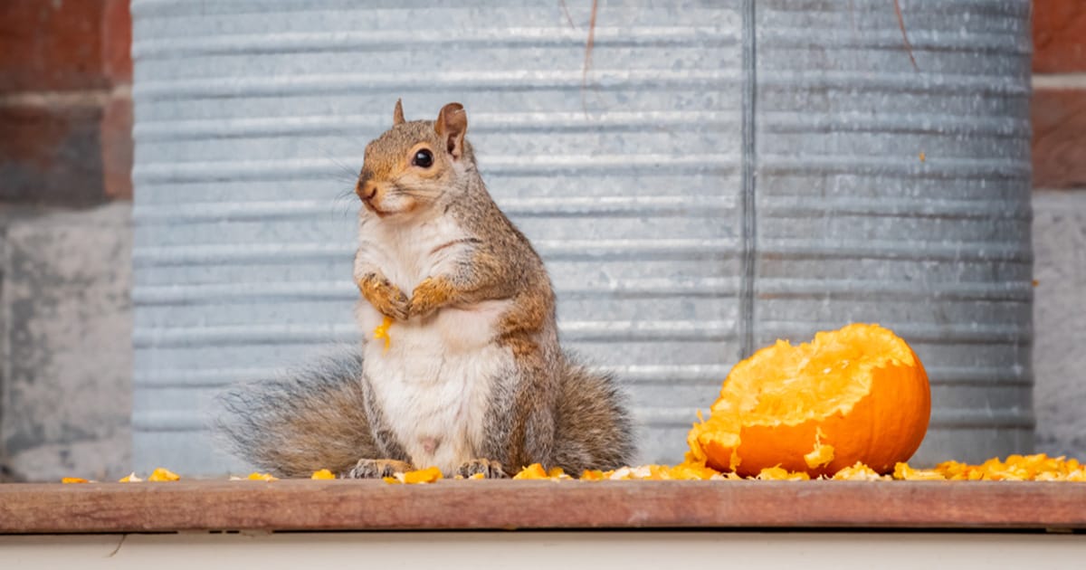 How to recycle your leftover Halloween pumpkins — and make some animals very happy